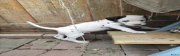 Dalmatian dogs for sale: 1 boy , 2 girls left  - Advert 38