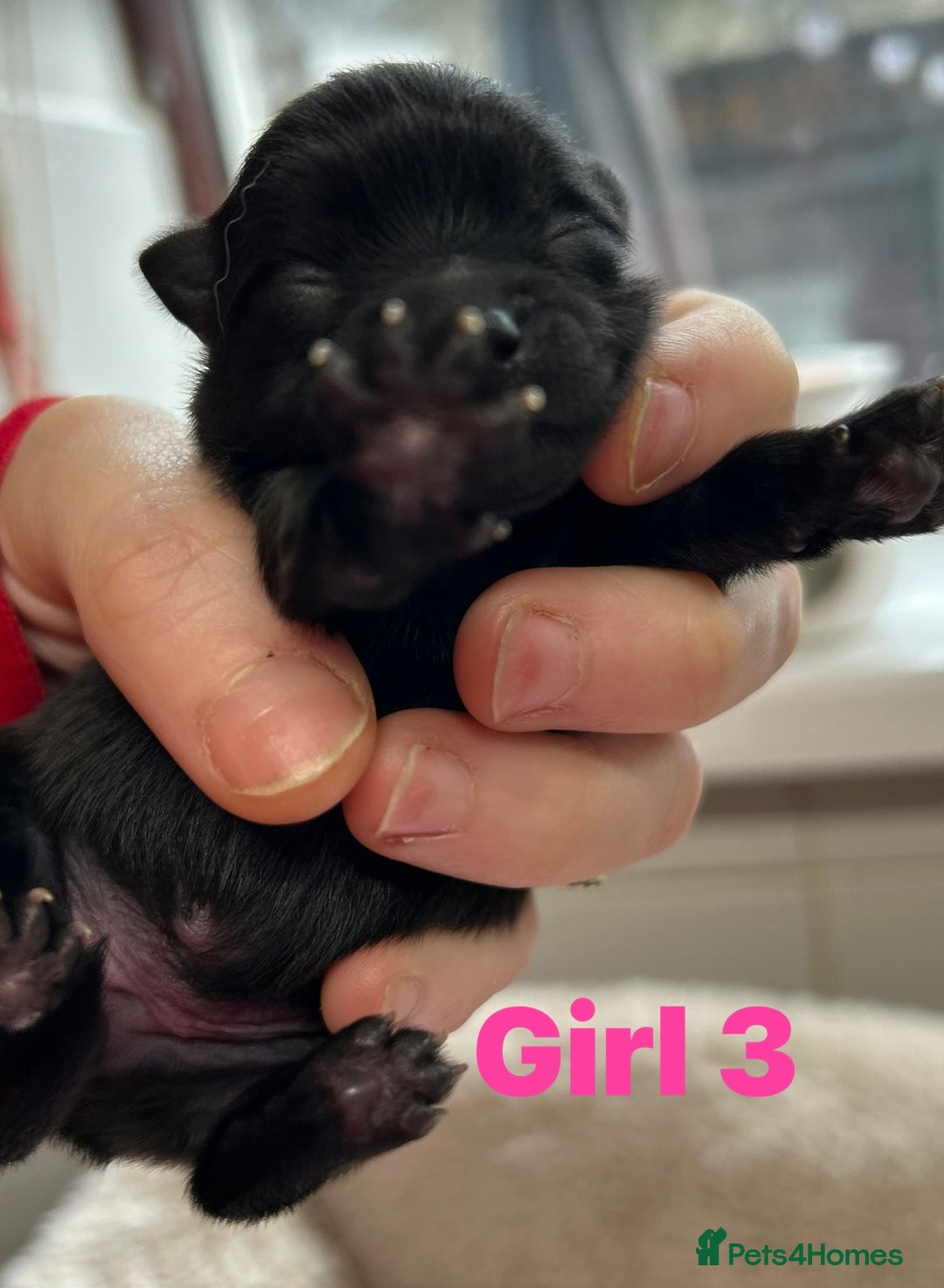 Pomeranian dogs for sale: Purebred fluffy Pomeranian puppies mum Russian! - Advert 14