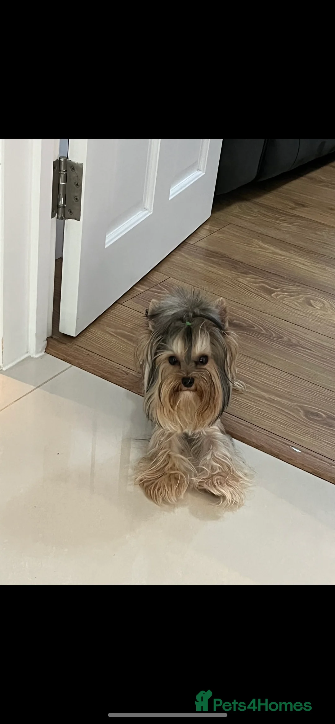 Yorkshire Terrier dogs for stud: The small stud dog 2kg in Romford - Advert 8
