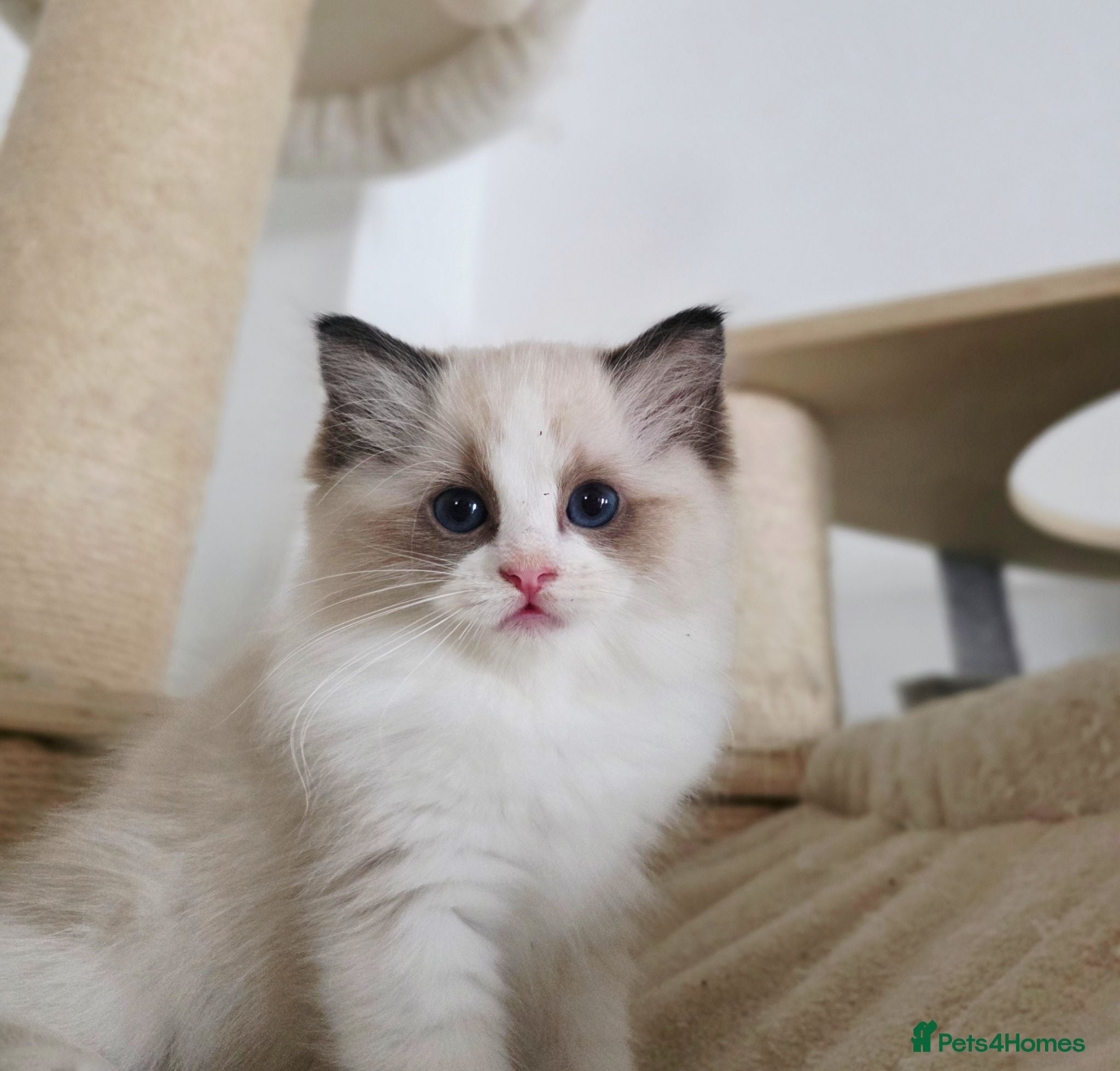 Ragdoll cats 🏆European Champion lines 💫Tica registered - Advert 1