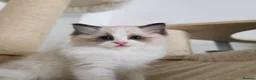 Ragdoll cats for sale: 3 European babies. Champion lines. Tica registered - Advert 17