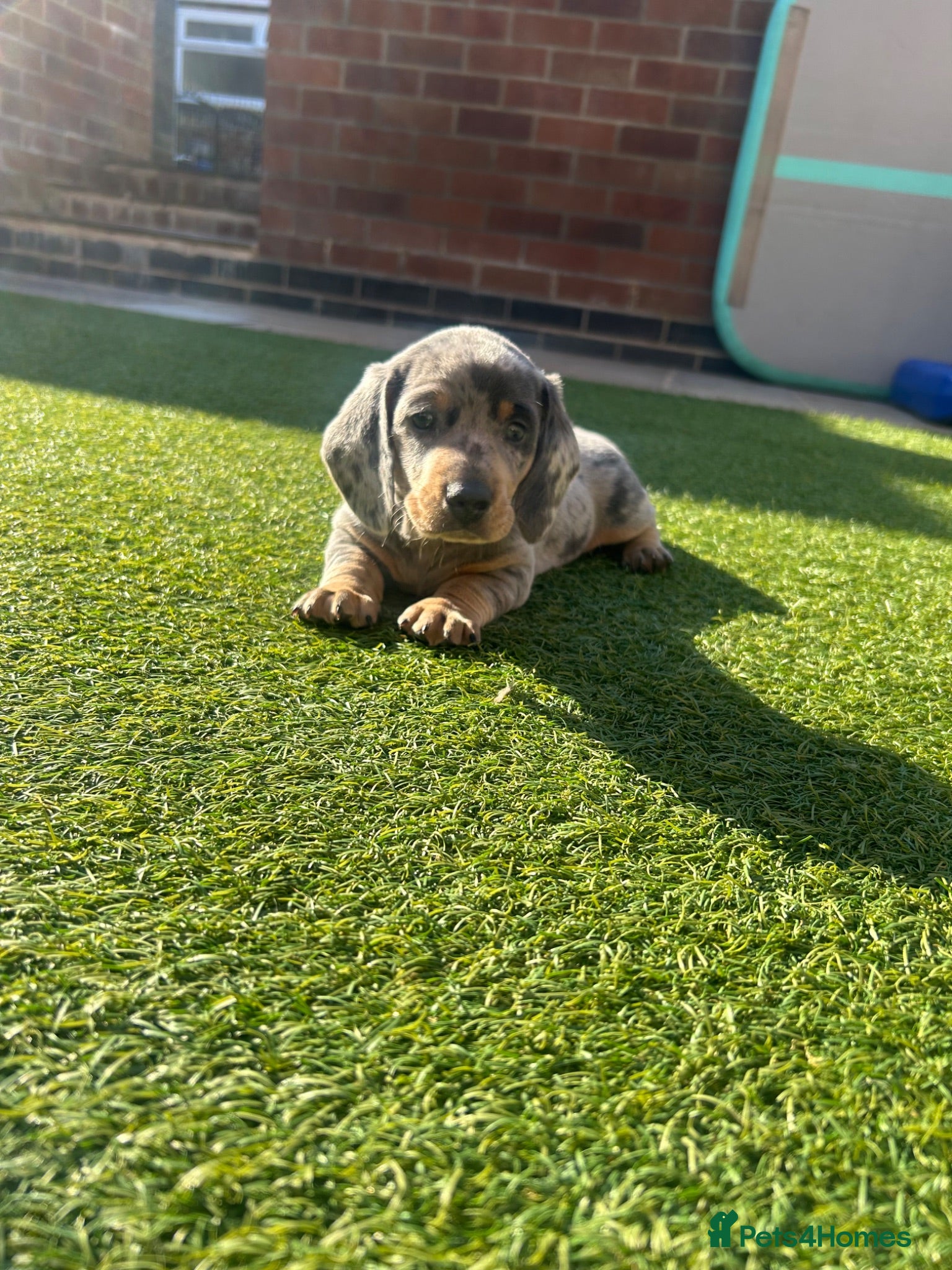 Miniature Dachshund dogs Miniature dachshund puppy - Advert 1