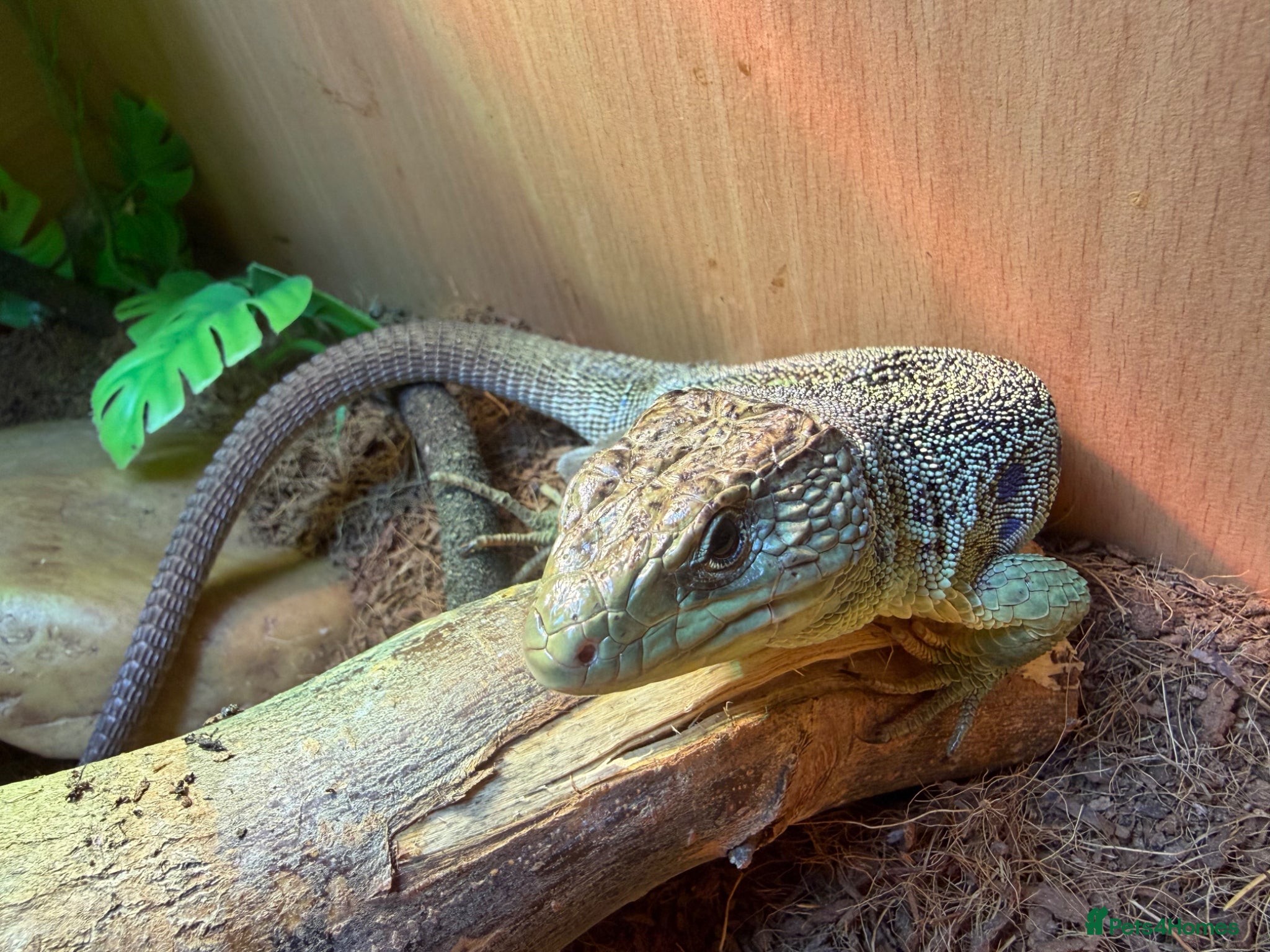 Lizard reptiles for sale: Male and female breeding pair European eyed lizard in Bradford - Advert 2