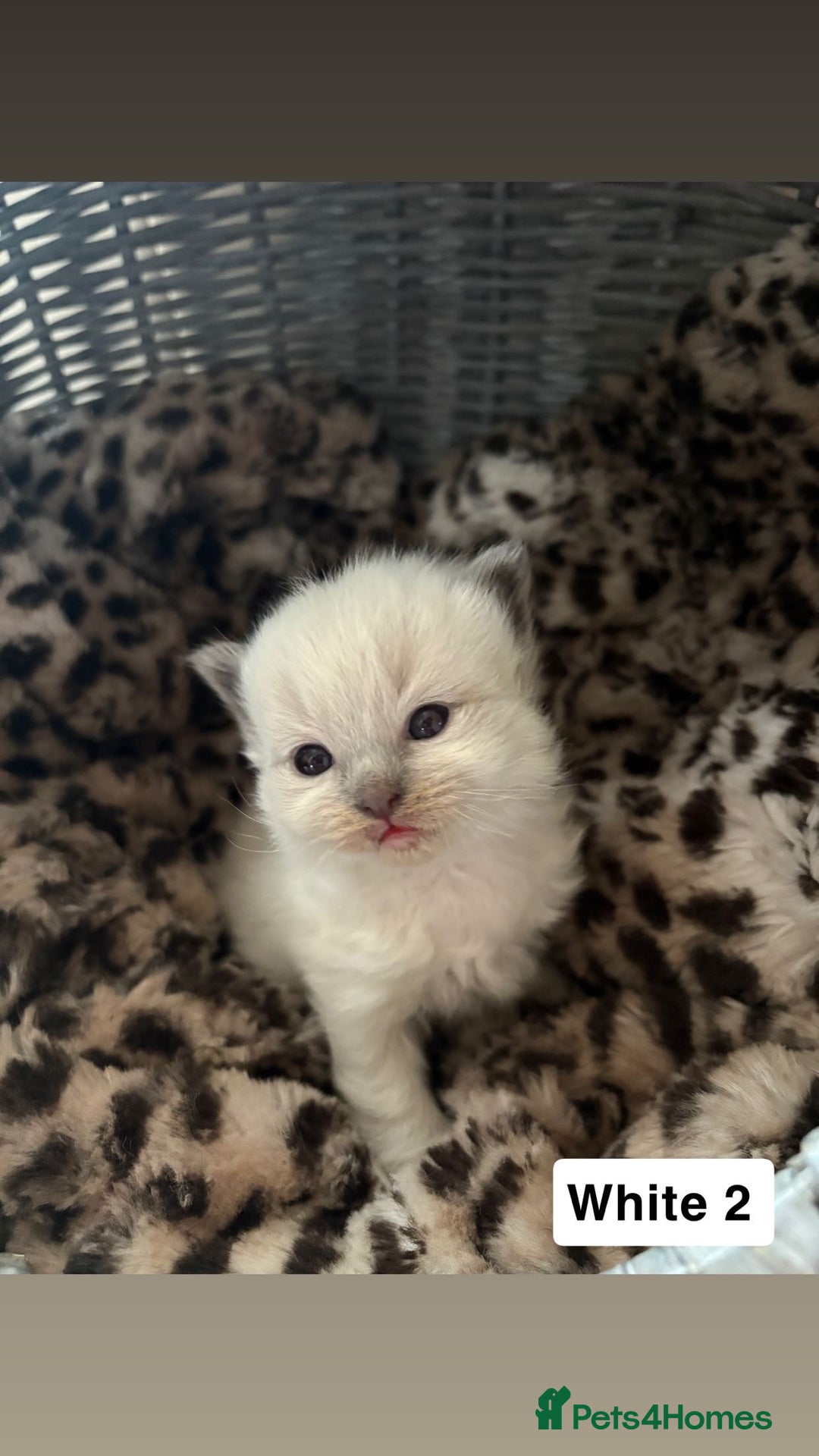 Ragdoll cats for sale: ☁️ 5 beautiful purebred ragdoll kittens☁️ - Advert 3