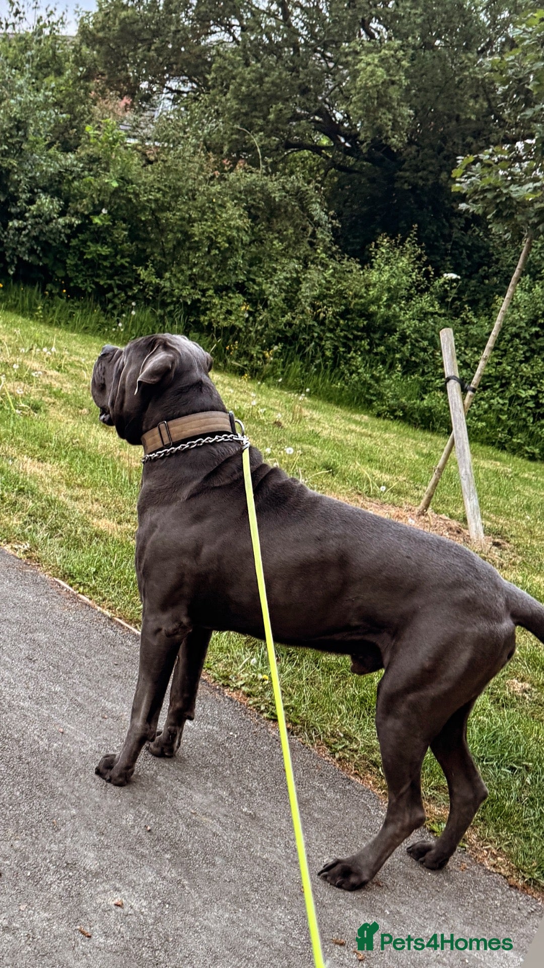 Cane Corso dogs Blue Cane Corso 75kg / Proven Stud - Advert 2