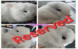 Mini Lop rabbits for sale: 2 gorgeous Mini lop baby girls  - Image 5
