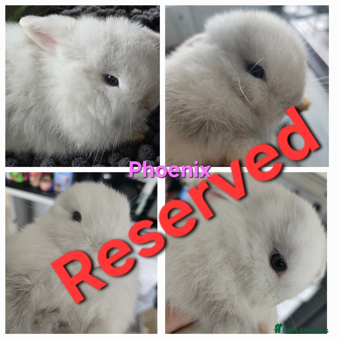 Mini Lop rabbits for sale: 2 gorgeous Mini lop baby girls  - Image 5