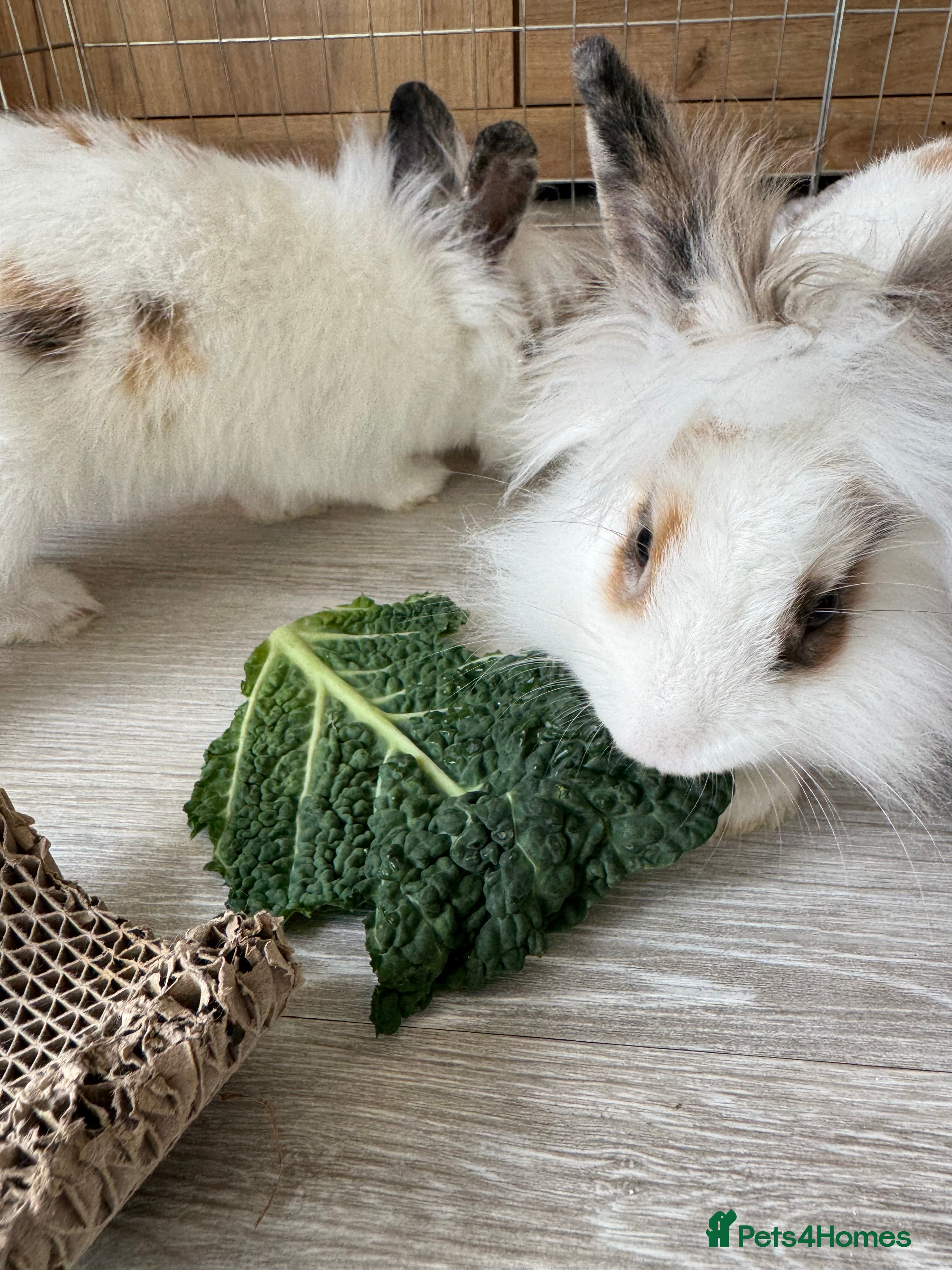 Mini Lion Lop rabbits 2 lion lop rabbits  - Advert 21