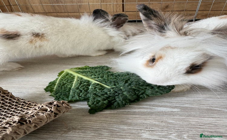 Mini Lion Lop rabbits 2 lion lop rabbits  - Advert 1