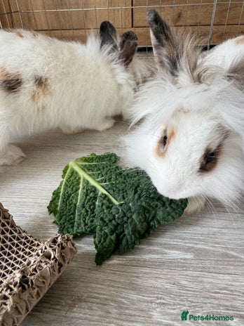 Mini Lion Lop rabbits 2 lion lop rabbits - Advert 1