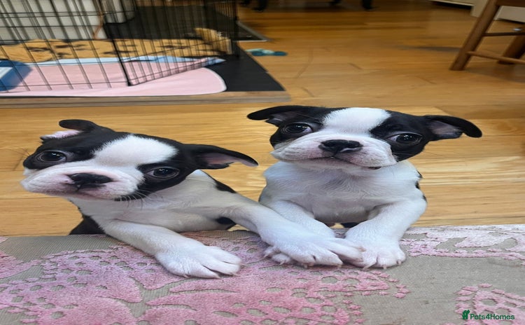 Boston Terrier dogs - Advert 1