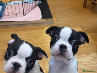 Boston Terrier dogs Beautiful Boston Terrier Boys Seeking Forever Home - Advert 16