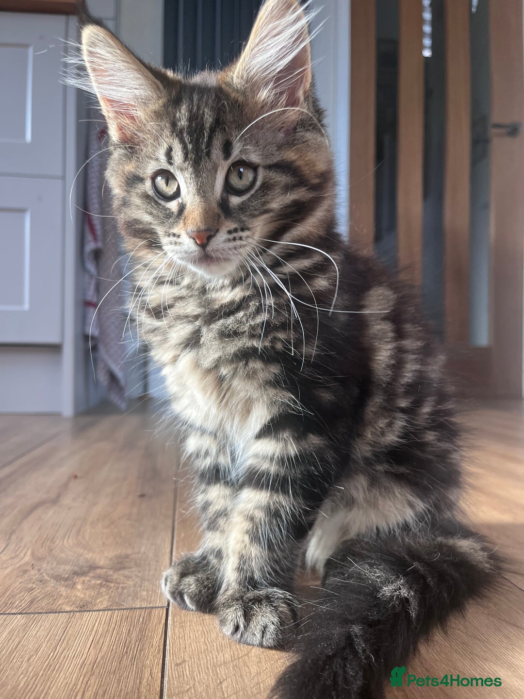 Maine Coon cats for sale: Maine Coon Boys for sale - Image 3