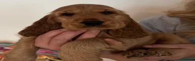 Cocker Spaniel 3