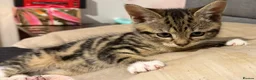 Savannah cats for sale: savannah/maine coon tabby mix kittens  - Advert 4
