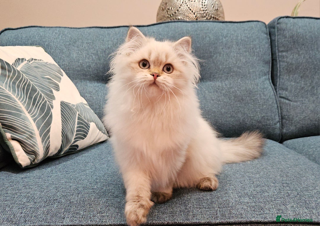 British Longhair cats for sale: Excellent Scottish straight Highland Kittens - Image 22