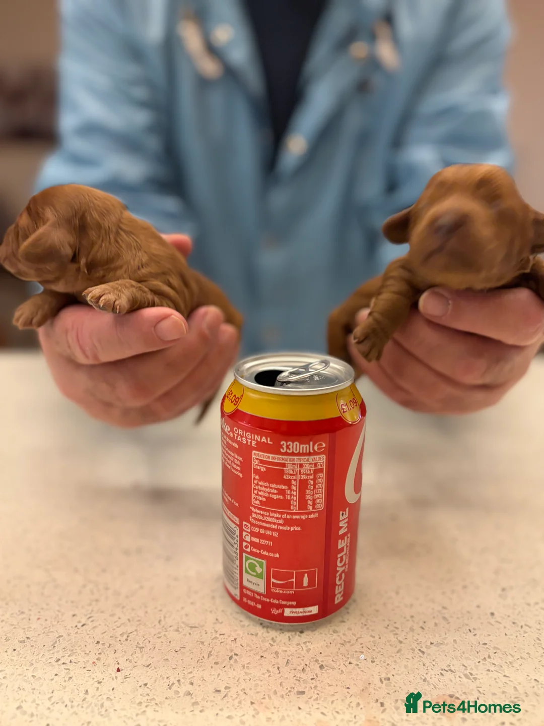 Cavapoo dogs for sale: CAVAPOOS RED TOY SIZE  - Advert 17