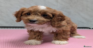 Cockapoo dogs - Advert 1