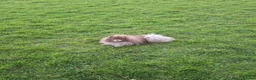 Pomeranian dogs for sale: KC Young Adult Male and Female six mo - Advert 12