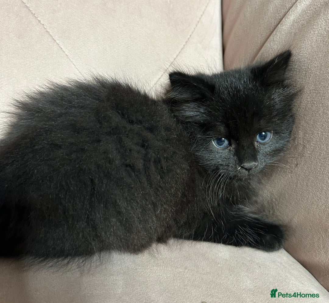 Mixed Breed cats for sale: Mixed breed kitten, one boy left  - Advert 5