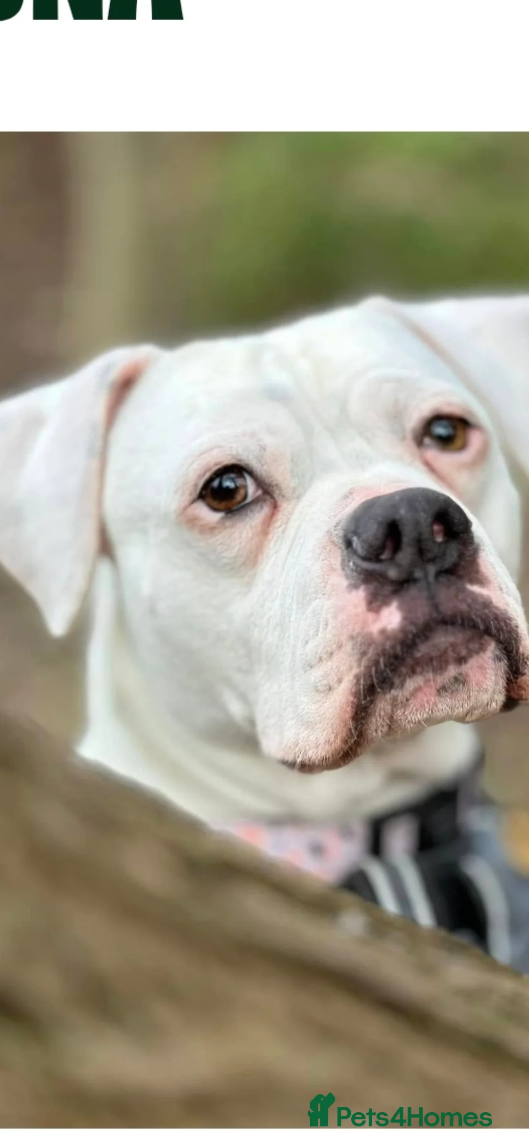 Mixed Breed dogs for sale: Ready to go!! - Advert 3