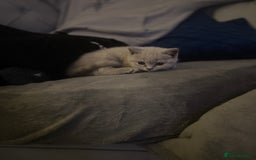 British Shorthair cats for sale: Beautiful  lilac and blue kittens 2 boys 1 girl - Image 5