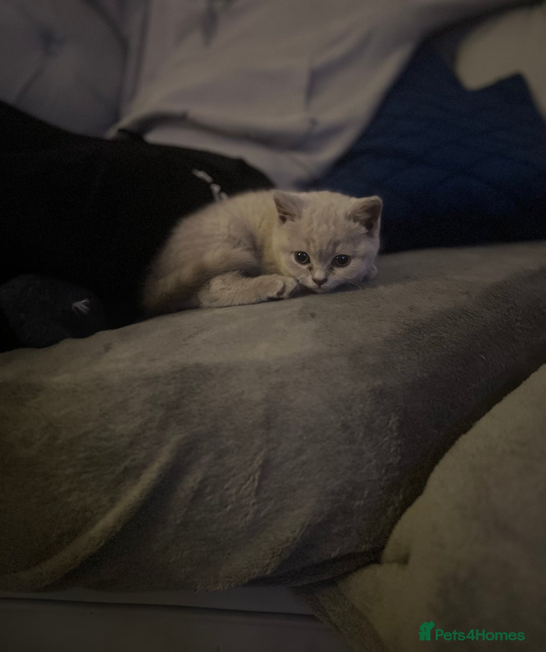British Shorthair cats for sale: Beautiful  lilac and blue kittens 2 boys 1 girl - Image 5