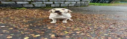 Labrador Retriever dogs for sale: Labrador looking for a new home. - Advert 2
