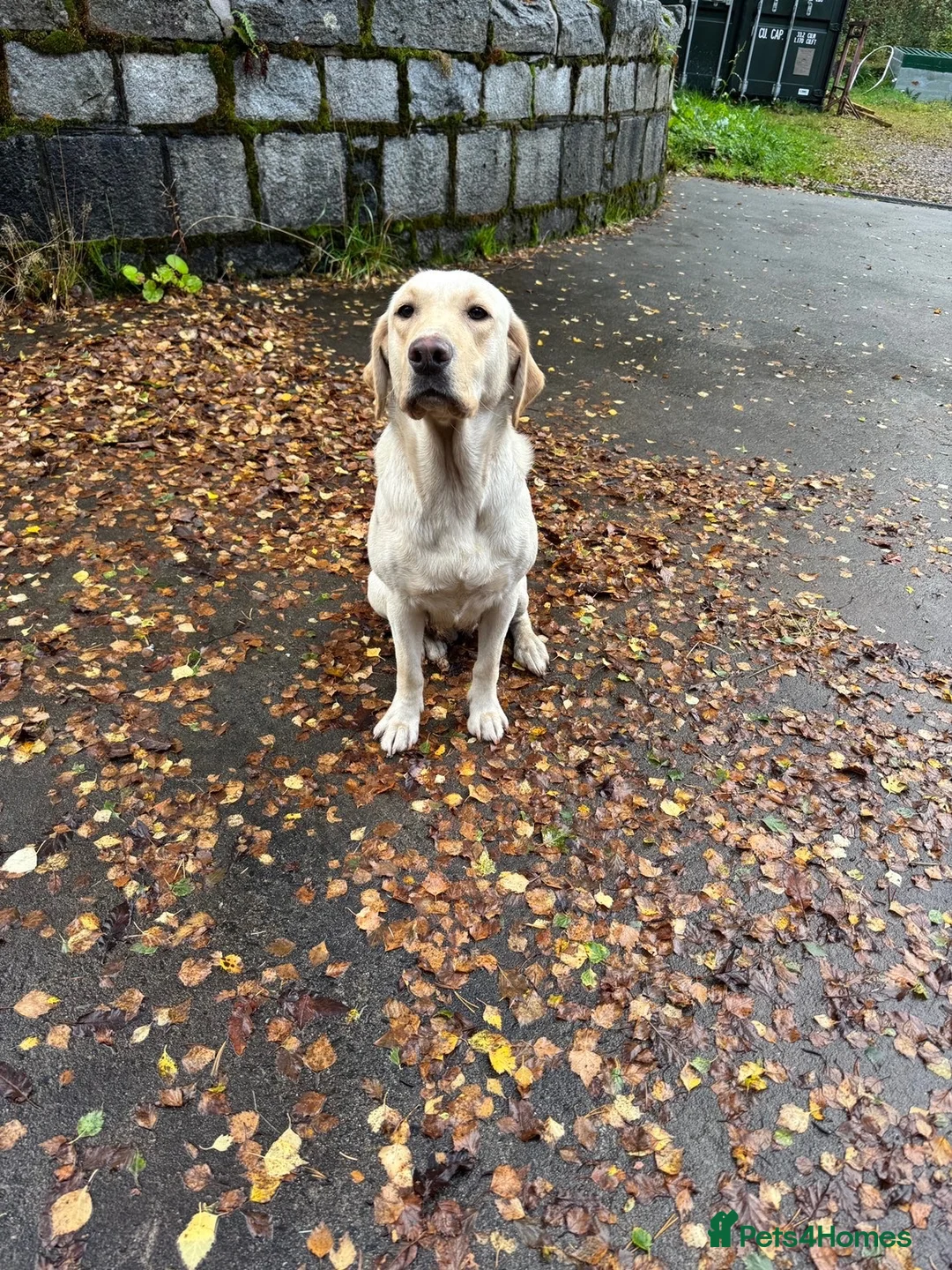 Labrador Retriever dogs for sale: Labrador looking for a new home. - Advert 2