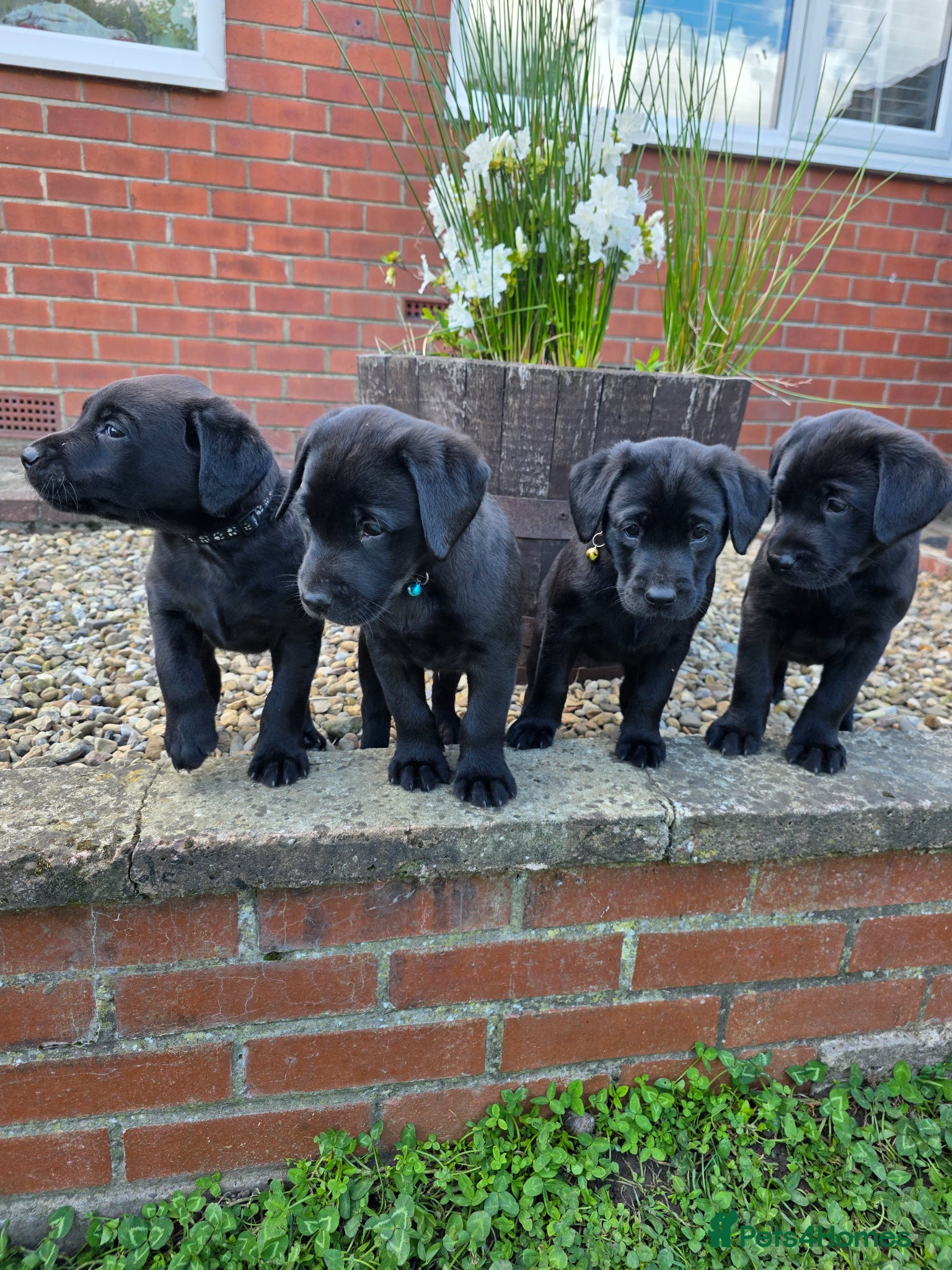 Labrador Retriever dogs *MUST SEE*KC Labrador Puppies With Mam&Dad at Home - Advert 12