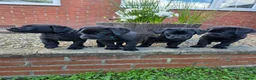 Labrador Retriever dogs for sale: *1 Girl left*Ready to Leave* KC Mam & Dad at home - Advert 3