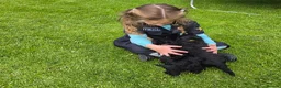 Standard Poodle dogs for sale: Rarely seen in UK - Moyen Poodle - Advert 18