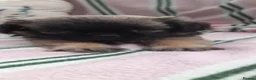 Mixed Breed dogs for sale: Pekingese cross yorkie poo puppies  - Advert 16
