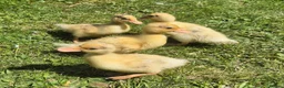 Ducks poultry for sale: 4 unsexed call ducks - Advert 2