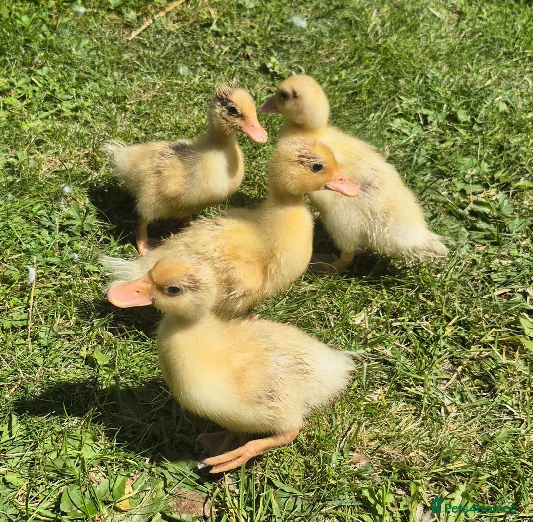 Ducks poultry for sale: 4 unsexed call ducks - Advert 2