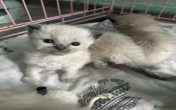 Ragdoll cats for sale: Beautiful ragdoll kittens  - Image 3