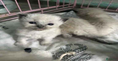 Ragdoll cats - Advert 14