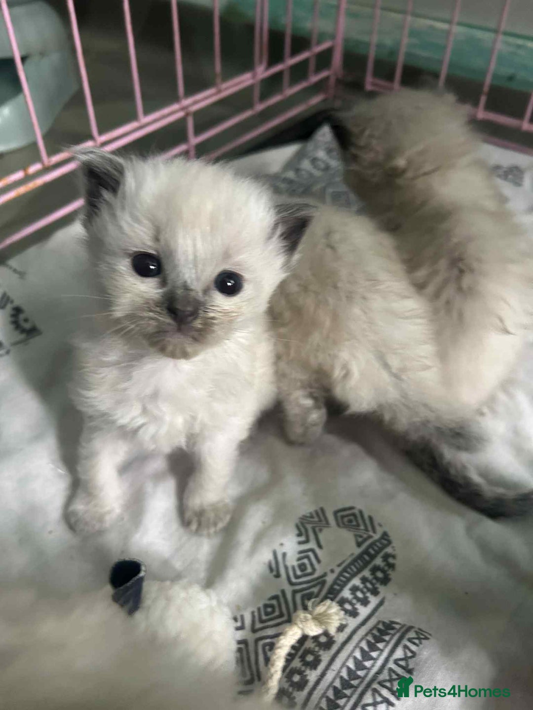 Ragdoll cats for sale: Beautiful ragdoll kittens  - Image 3
