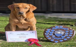Labrador Retriever dogs for sale: KC LABRADORS - Image 3