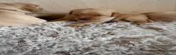 Labrador Retriever dogs for sale: Labrador puppies non KC - Advert 2