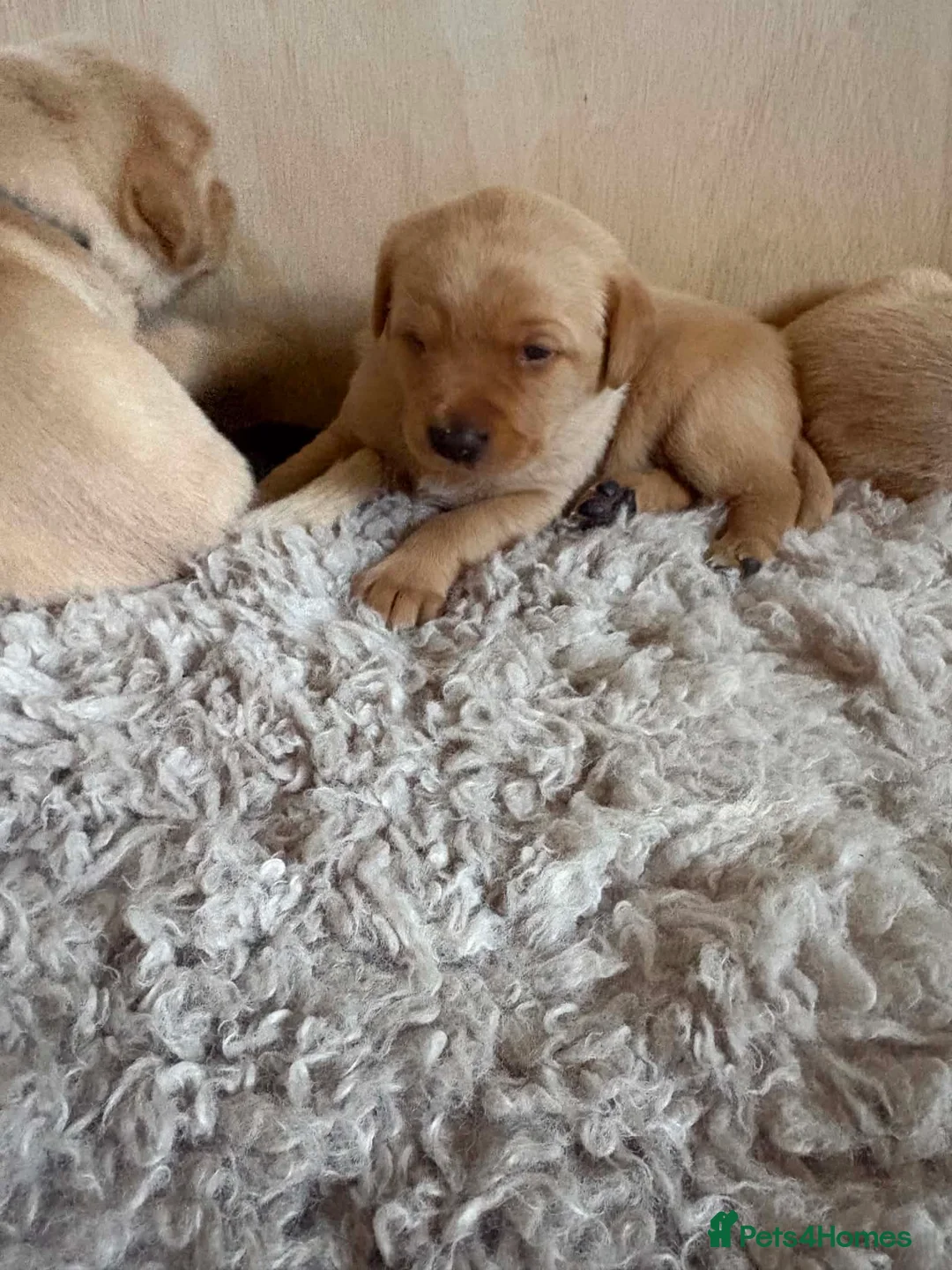 Labrador Retriever dogs for sale: Labrador puppies non KC - Advert 2