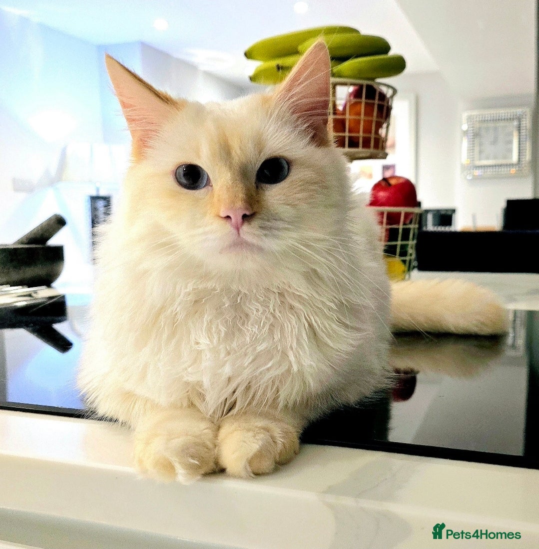 Ragdoll cats for stud: GCCF Champion line Ragdoll Stud - Advert 1