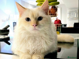 Ragdoll cats - Advert 11