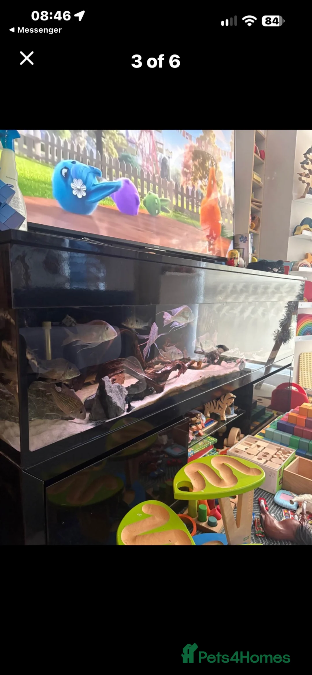 Tetras fish for sale: Full aquarium set up 320L - Advert 4
