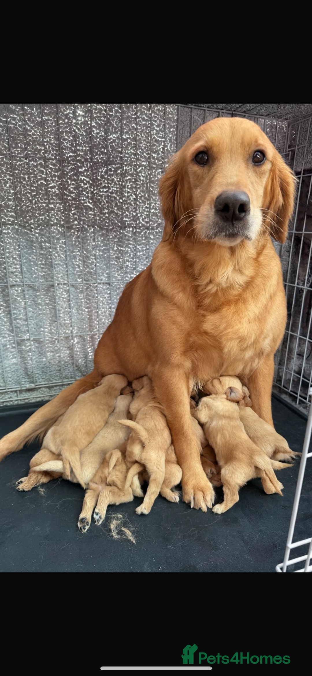 Golden Retriever dogs for sale: Beautiful Goldie pups  - Advert 1