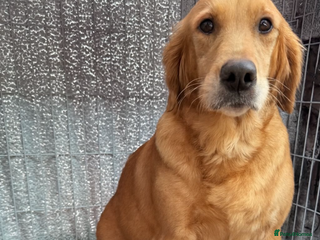 Golden Retriever dogs Beautiful Goldie pups - Advert 3