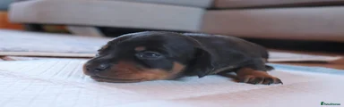 Miniature Dachshund 3