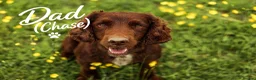 Cocker Spaniel dogs for sale: Beautiful Working Cocker Spaniel Puppies 🐾 - Advert 3