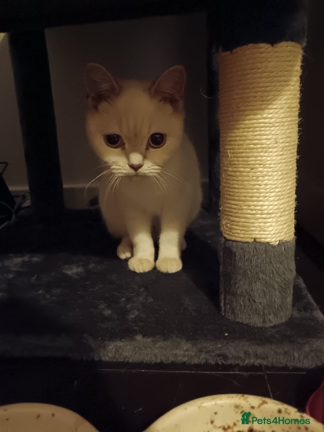 British Shorthair cats for sale: Flame point british shorthair  - Advert 11