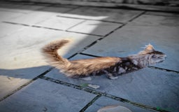 Maine Coon cats for sale: Beautiful male maine coon  - Image 11